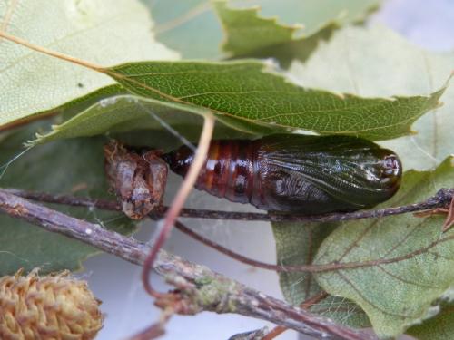 Réf. 296 673 : Hypomecis roboraria